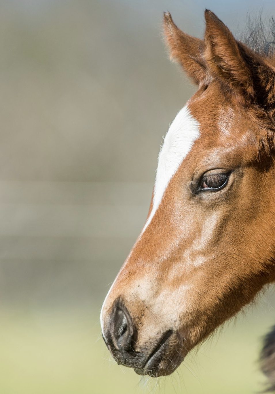 mares and foals, zousain x poste restante_10-11-22, lime country, sharon lee chapman_323